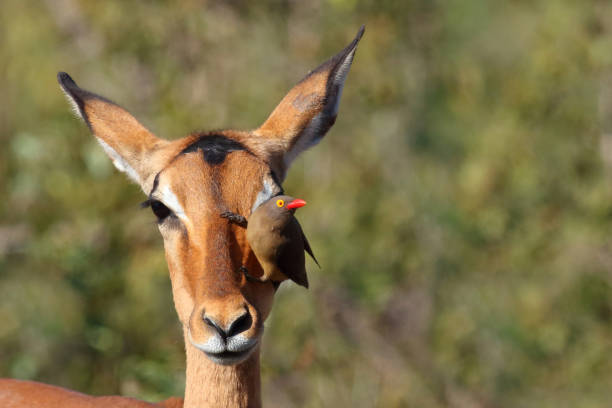 istock Schwarzfersenantilope und Rotschnabel-Madenhacker / Impala and Red-billed oxpecker / Aepyceros melampus et Buphagus erythrorhynchus 2200607920