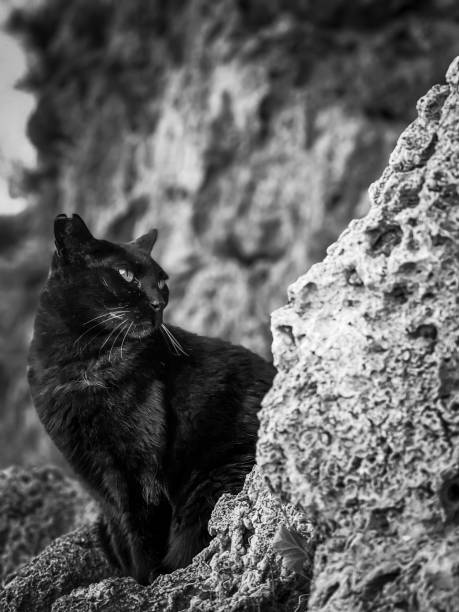 In the black and white image, a cat is seen seated on a rock. The feline is from the Felidae family and is known for being a carnivorous creature