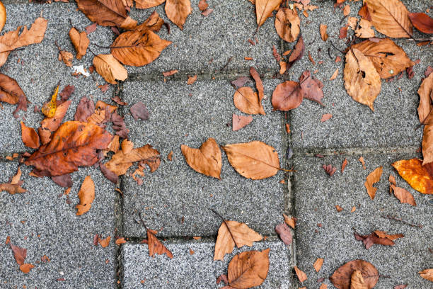 dry leaves on paving stones