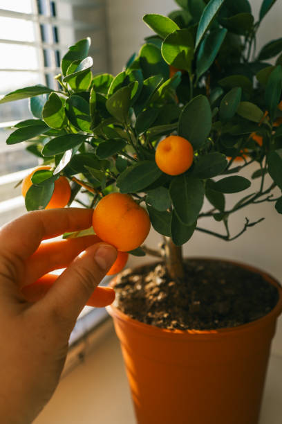 istock A close-up of a hand touching a ripe orange fruit on a small citrus tree with lush green leaves, illuminated by warm sunlight through a window, creating a fresh and natural indoor atmosphere 2200611493