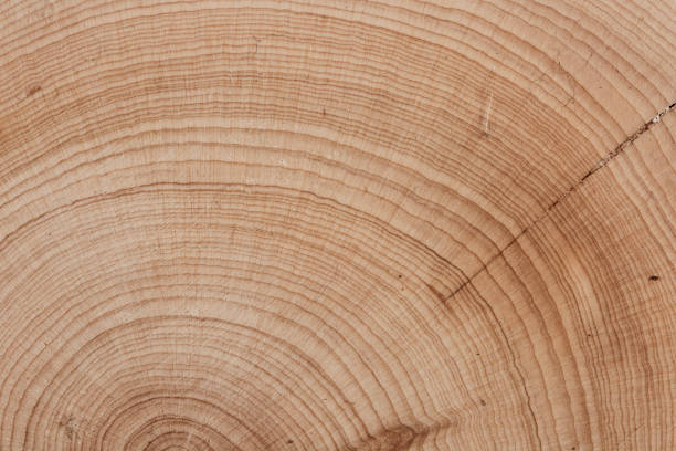Oak wood textured design background. Wooden background. Wood texture with natural pattern. Rustic wood texture. Real natural wood texture and surface background
