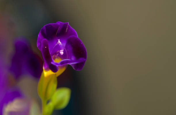 Detailed macro view of violet flower in the garden