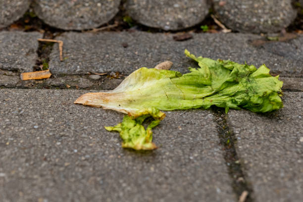 Lettuce leaf discarded on a cobblestone path amidst urban surroundings