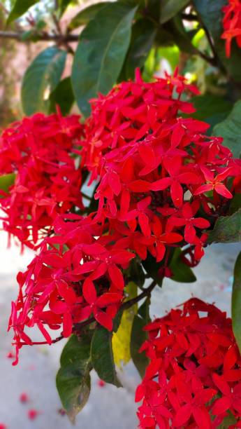 istock Vibrant red Ixora Coccinea flowers 2200612114