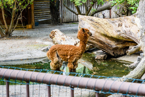 Alpaca (Vicugna pacos) in corral at farm