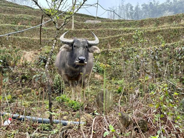 istock Buffalo in Sapa - Vietnam 2200615368