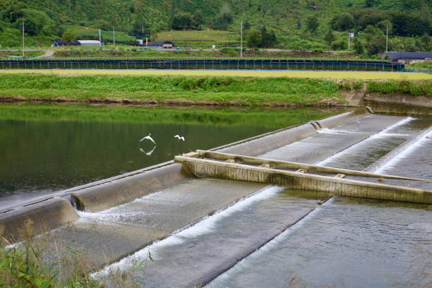 istock Egrets in Flight Over Ssang Stream in Goesan County 2200615597