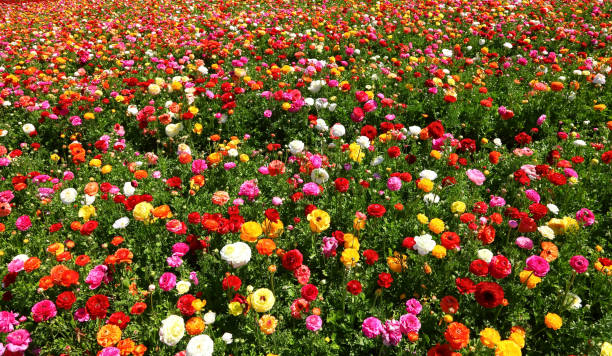 istock Spring blossoming of buttercups 2200617813