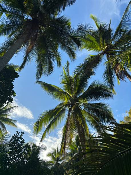 istock Lush Tropical Palm Trees in the Philippines 2200619579