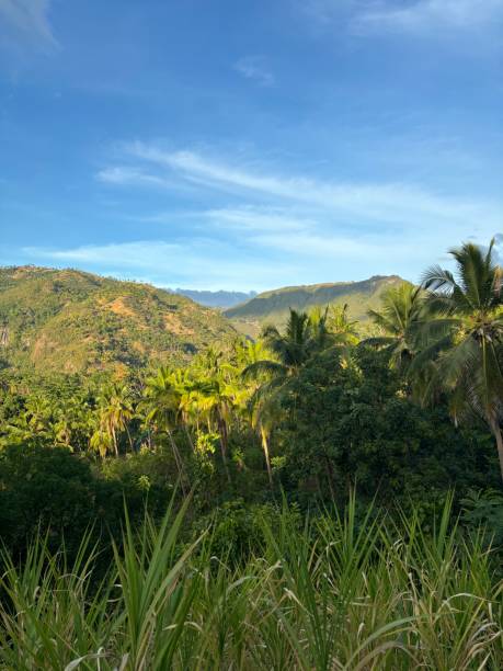 istock Lush Tropical Palm Trees in the Philippines 2200619591