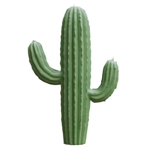 istock Cactus saguaro isolated on white, transparent. mexican desert plant 2200620287