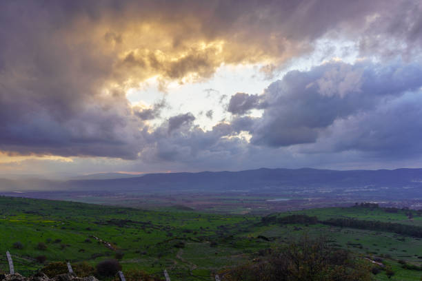 Magnificent blooming spring. Israel in bloom. Early spring green grass carpet in the Negev desert