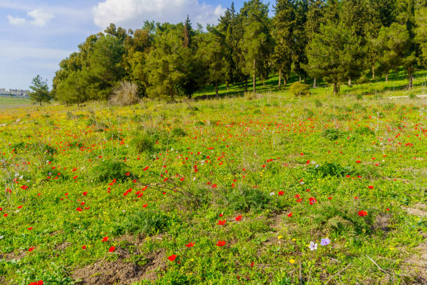 istock Field with colorful Anemone wildflowers, Emek HaShalom 2200620632