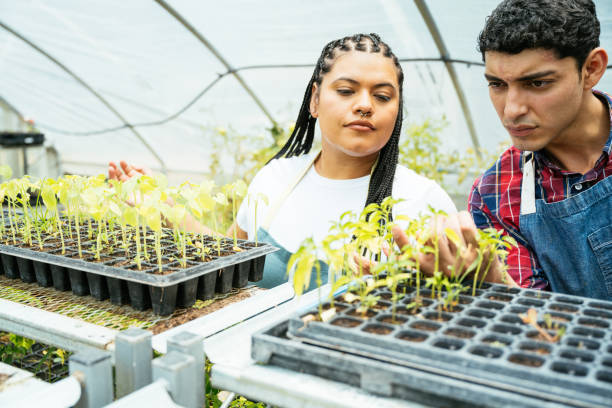 istock Farmers working in greenhouse with herb plants 2200621074