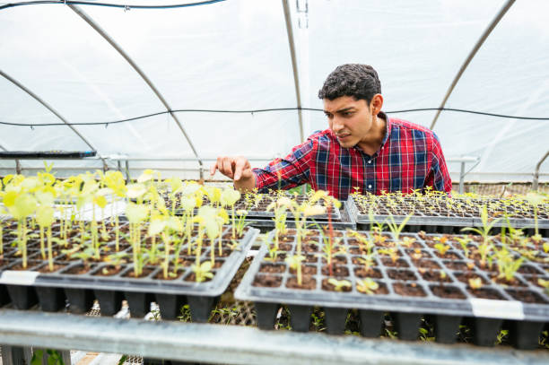 istock Farmers working in greenhouse with herb plants 2200621125