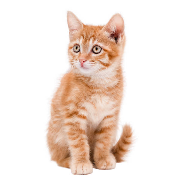 istock Cute Red Kitten Isolated On White Background 2200622634