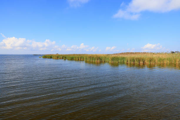 Marsh grasses on the shore of the intracoastal waterway, at Whale Head Bay in Corolla, North Carolina. Blue sky with clouds on a calm sunny day