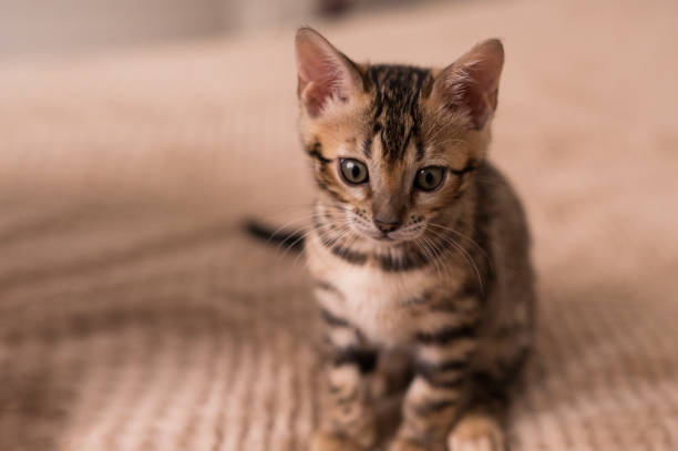 istock A domestic Bengali kitten sits on a beige blanket. A favorite pet. 2200626587