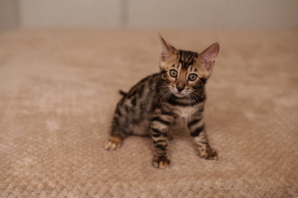 istock A domestic Bengali kitten sits on a beige blanket. A favorite pet. 2200626590