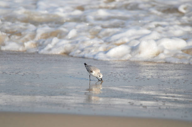 Sand piper on beach with waves crashing in background