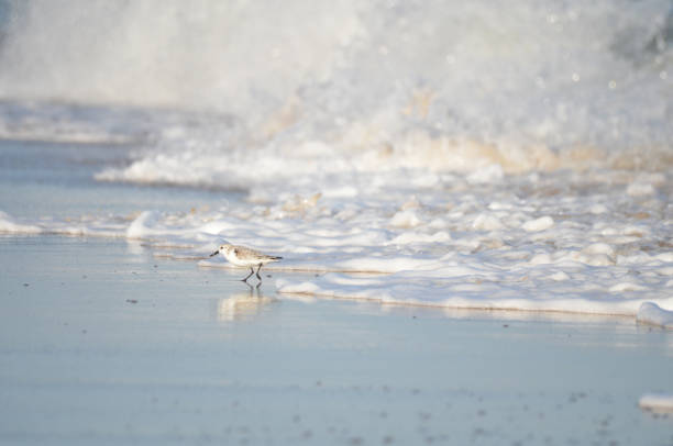 Group of Sand pipers on beach with waves crashing in background