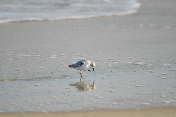 Sand piper on beach with waves crashing in background
