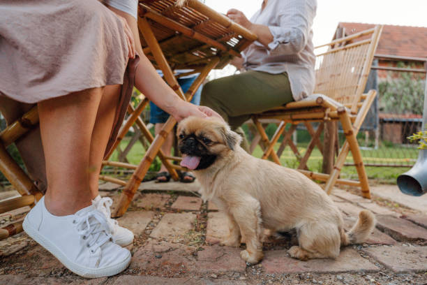 Photo of a family dog in the garden