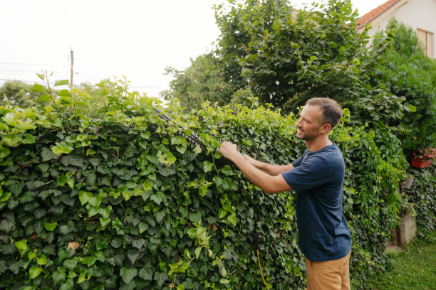 istock Mid-adult man is trimming the hedge 2200628005