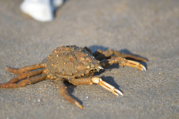 istock Closeup Macro of the Common Spider Crab on the Beach 2200628018