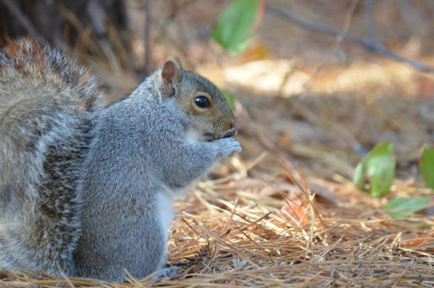 Close up of Grey Squirrel in Forest during fall