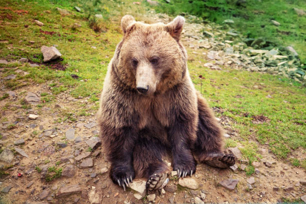 On this photo is real wild bear from Transfaragasan mountain road. This bear usually seat next to the public road and waiting visitors who passing by car or motorbike to give them something to eat. They are very aggressive if people comes close to them and can hurt even cause deathly injuries.