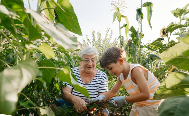 istock With grandma in our organic garden 2200629064