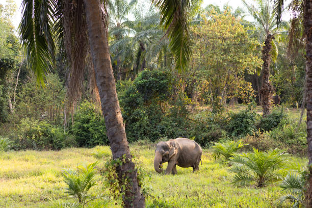 istock Asian elephant in wildlife reserve 2200629090