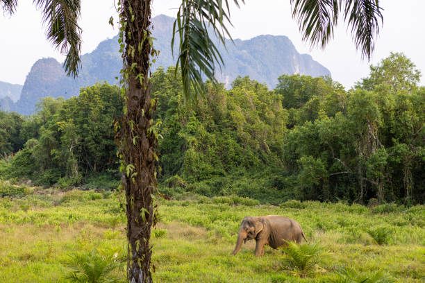 Asian elephant in wildlife reserve in Krabi, Thailand