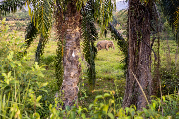 Asian elephant in wildlife reserve in Krabi, Thailand