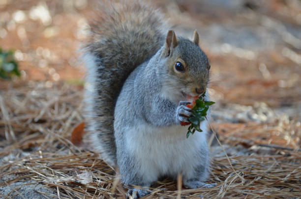 istock Close up of Grey Squirrel in Forest during fall eating a strawberry 2200629219