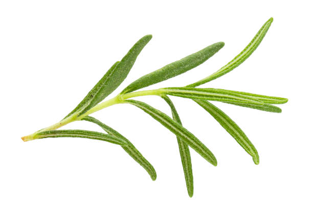 istock Fresh rosemary isolated on a white background. 2200629318
