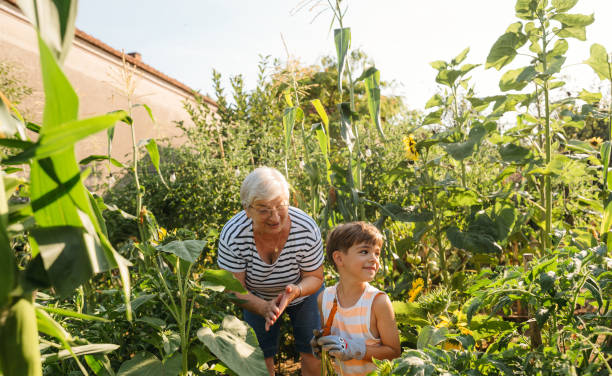 istock With grandma in our organic garden 2200629340
