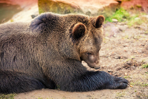 Bär beim fressen