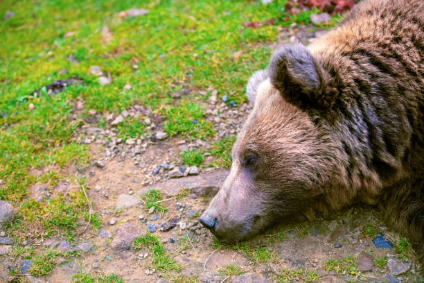 istock Resting adult brown bear in nature 2200629495