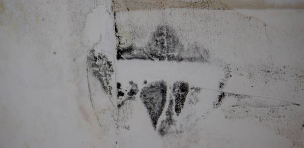 Mold Removal Spray on Wall Mold Removal Spray on Wall. mold remediation stock pictures, royalty-free photos & images