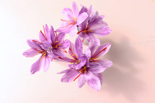 Crocus sativus, commonly known as saffron crocus on a pink background it is among the world's most costly spices by weight. In October, the saffron is usually perfect for harvesting.