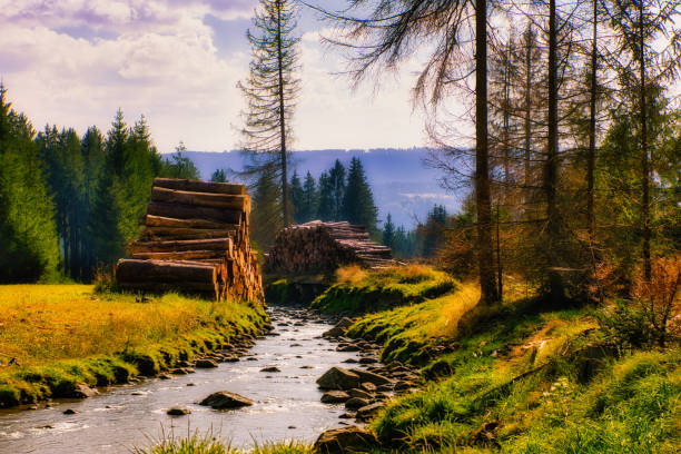 On the Rennsteig in the Thuringian Forest
