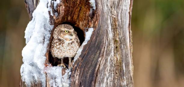 istock Owl in Snowy Tree Hollow 2200632299