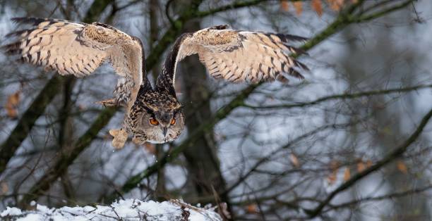 istock Majestic Owl in Flight Over Snowy Forest 2200632317