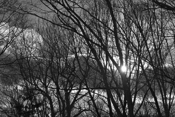 Black-and-white sunset in the winter woods of New England