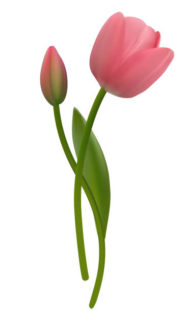 istock Spring flower. Floral background. Bud. Pink. Green leaves. Beautiful vector illustration of pink tulips on a white background. Bouquet. 2200634561