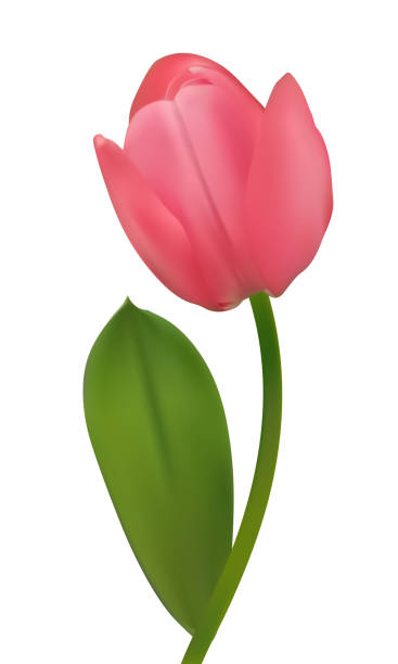 istock Beautiful pink tulip on a white background. Spring flower. Floral background. Bud. Pink. Green leaves. 2200634578