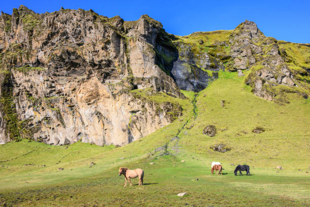 Icelandic horses in a steep valley in Iceland.