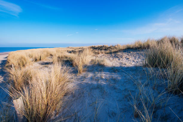 Dune landscape with sand and marram grass along the North Sea near Petten in The Netherlands.